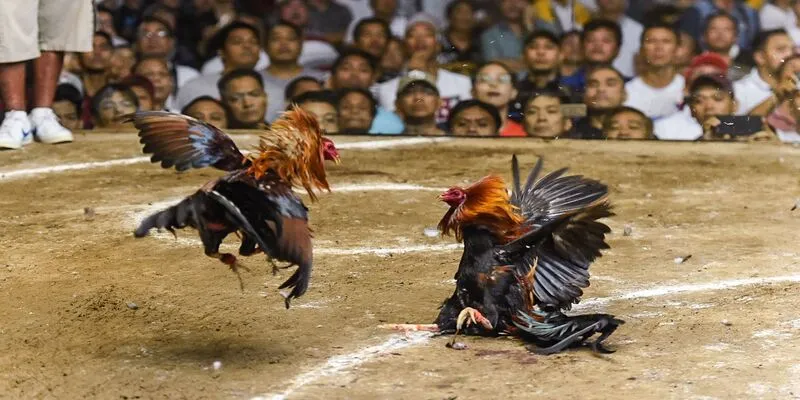 Không khí sôi động của khán giả khi theo dõi đá gà bình luận viên